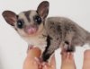 フクロモモンガヤングサイズ・メス