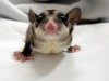 フクロモモンガアダルトサイズ・メス